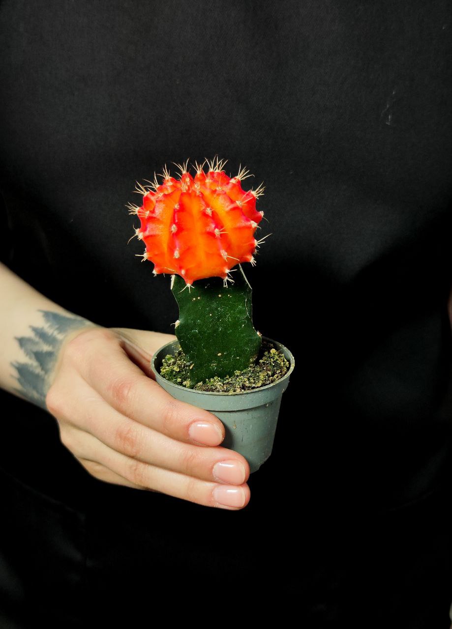 Гимнокалициум Михановича Оранжевый (Gymnocalycium Mihanovichii Orange) D5см