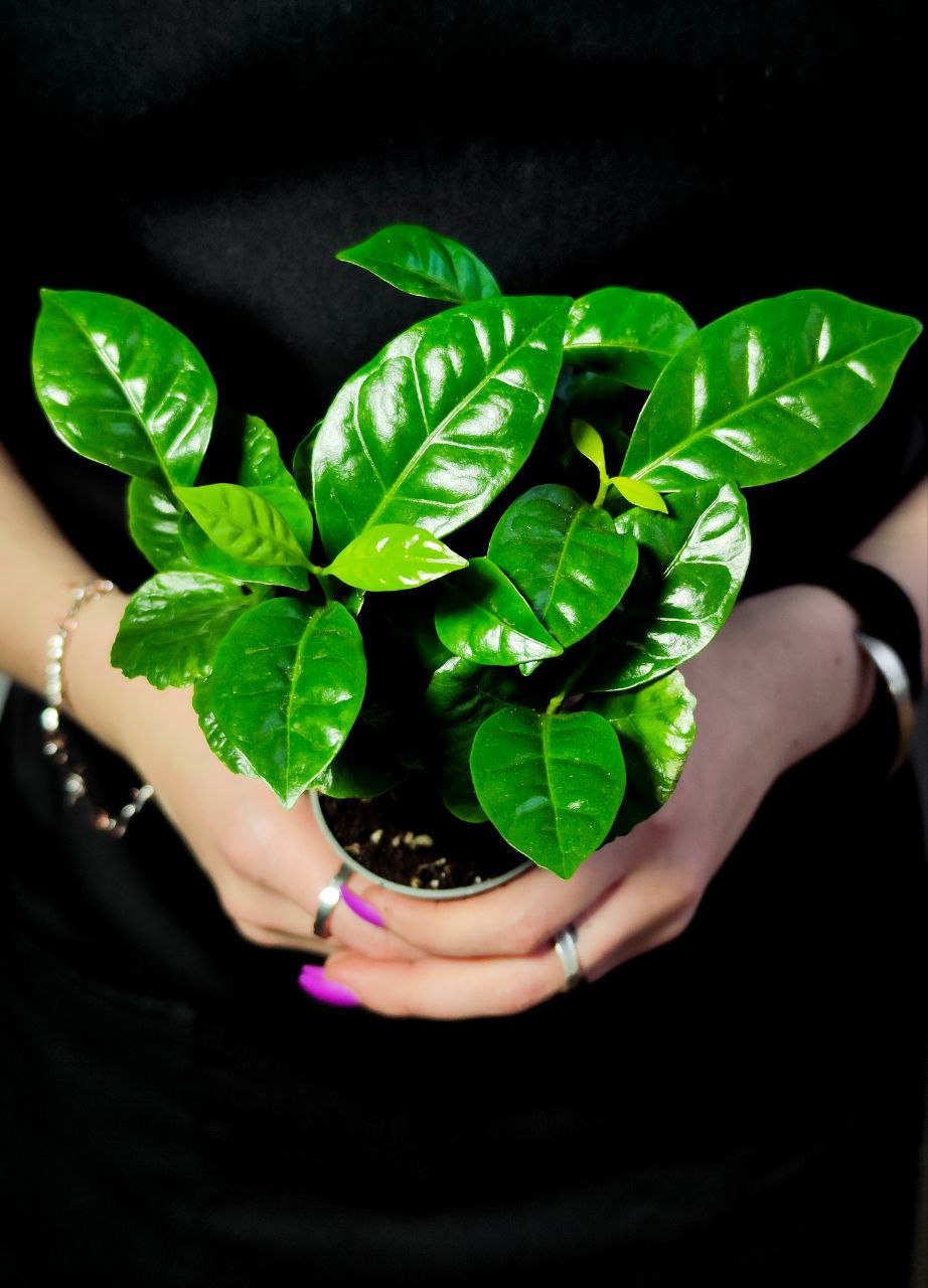 Кофейное Дерево Арабика (Coffea Arabica) D6см