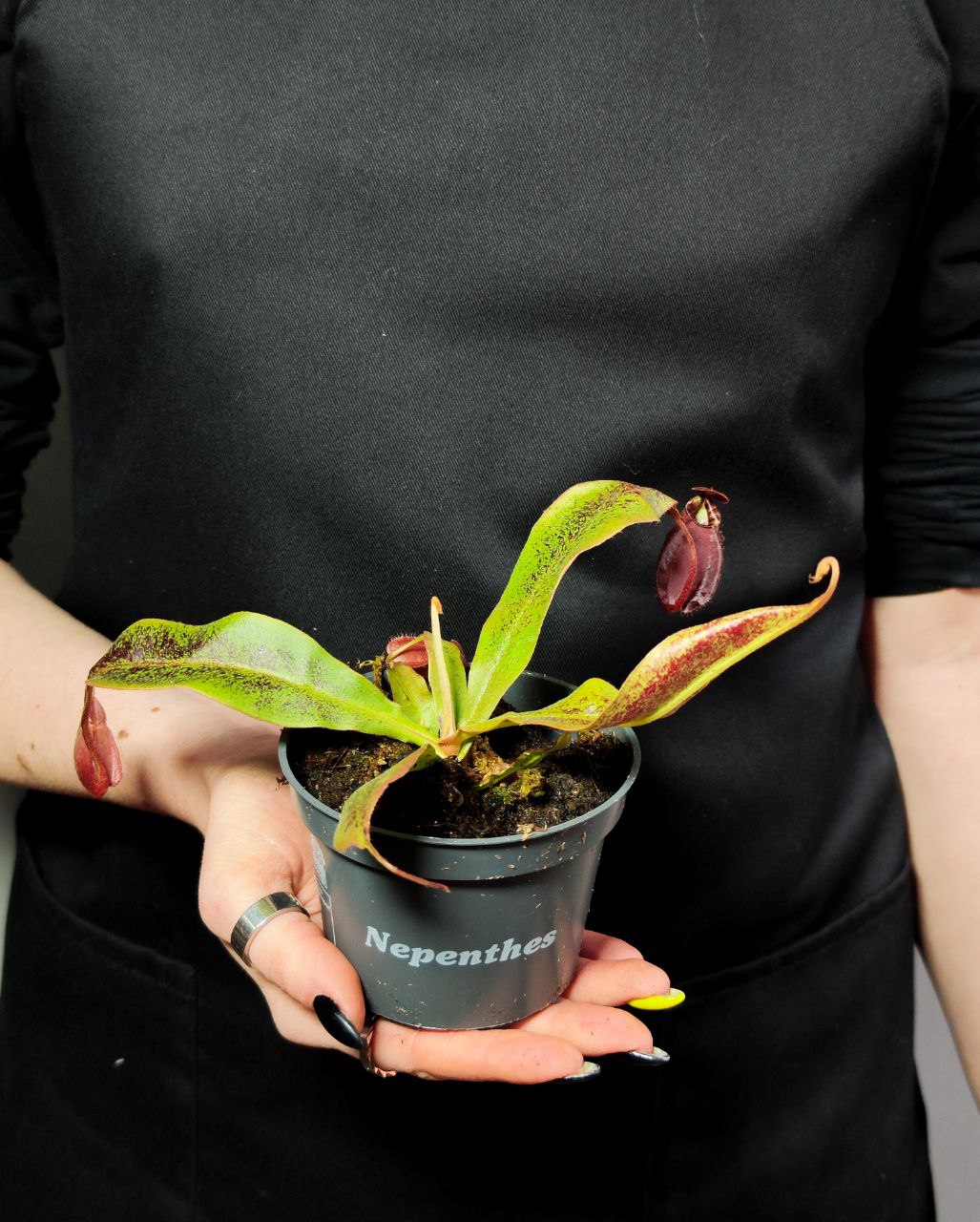 Непентес Ампулярия Красная (Nepenthes Ampullaria Red) D9см