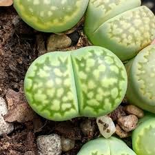 Литопсы Грин (Lithops Green Group) D5см