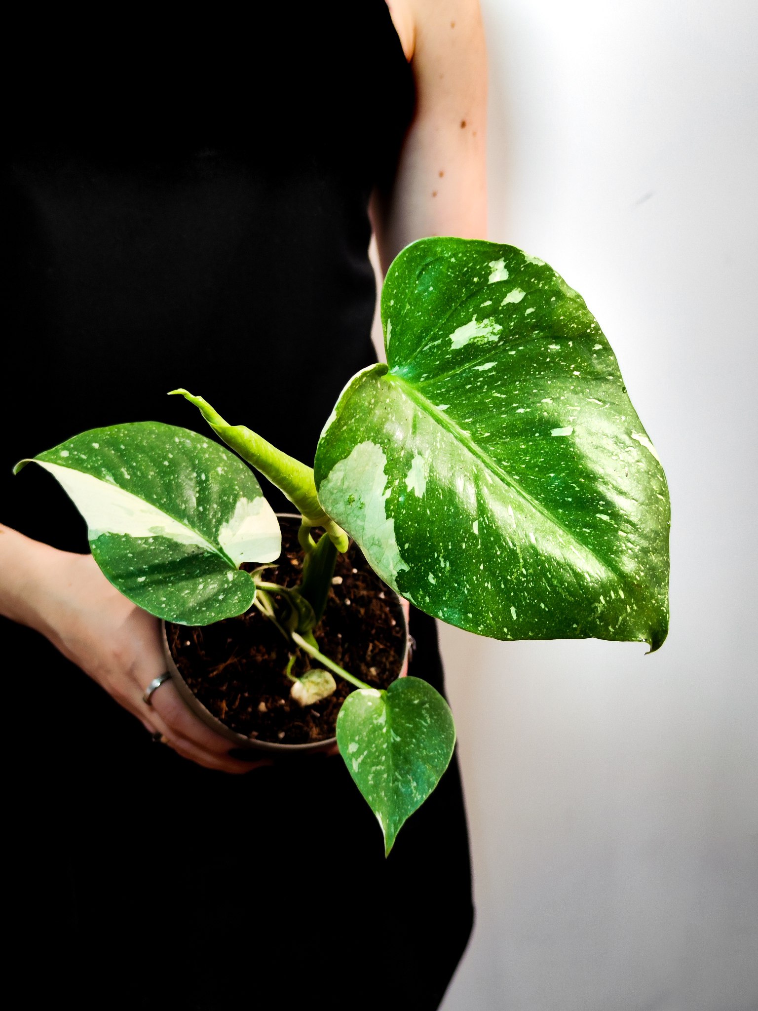 Монстера Деликатесная Тайское Созвездие (Monstera Thai Constellation) D12см