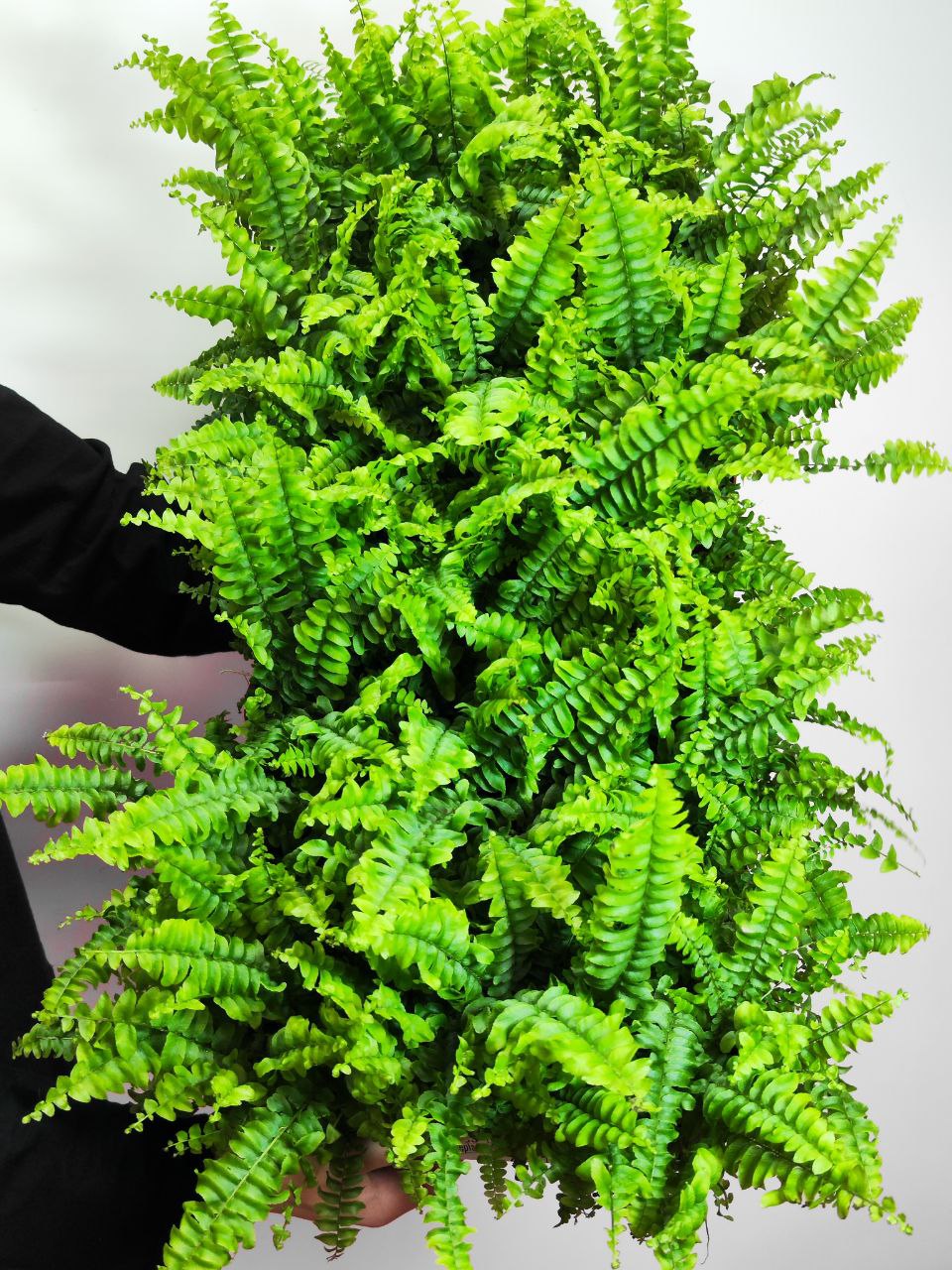 Нефролепис Бостон (Nephrolepis Boston) D8,5см