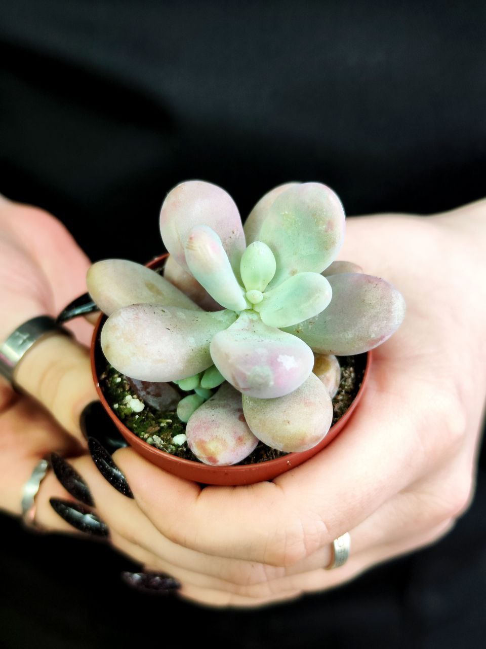 Пахифитум Момобиджин (Pachyphytum Momobijn) D5см