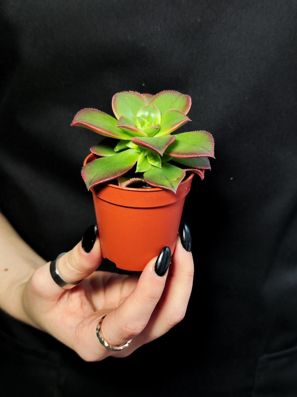 Эониум Киви (Aeonium Kiwi) D5см