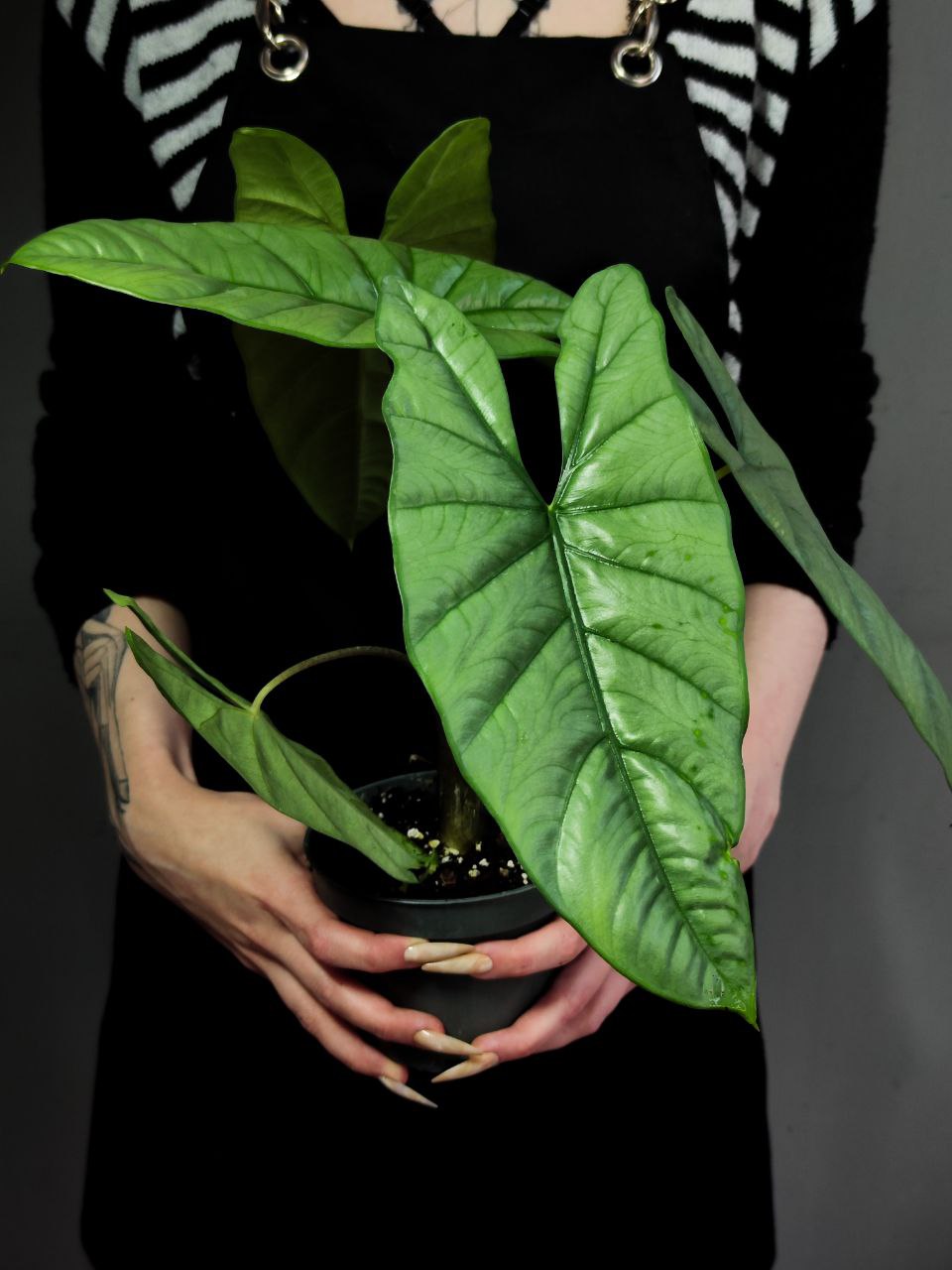 Алоказия Гетерофилла Коразон (Alocasia Heterophylla Corazon) D12см