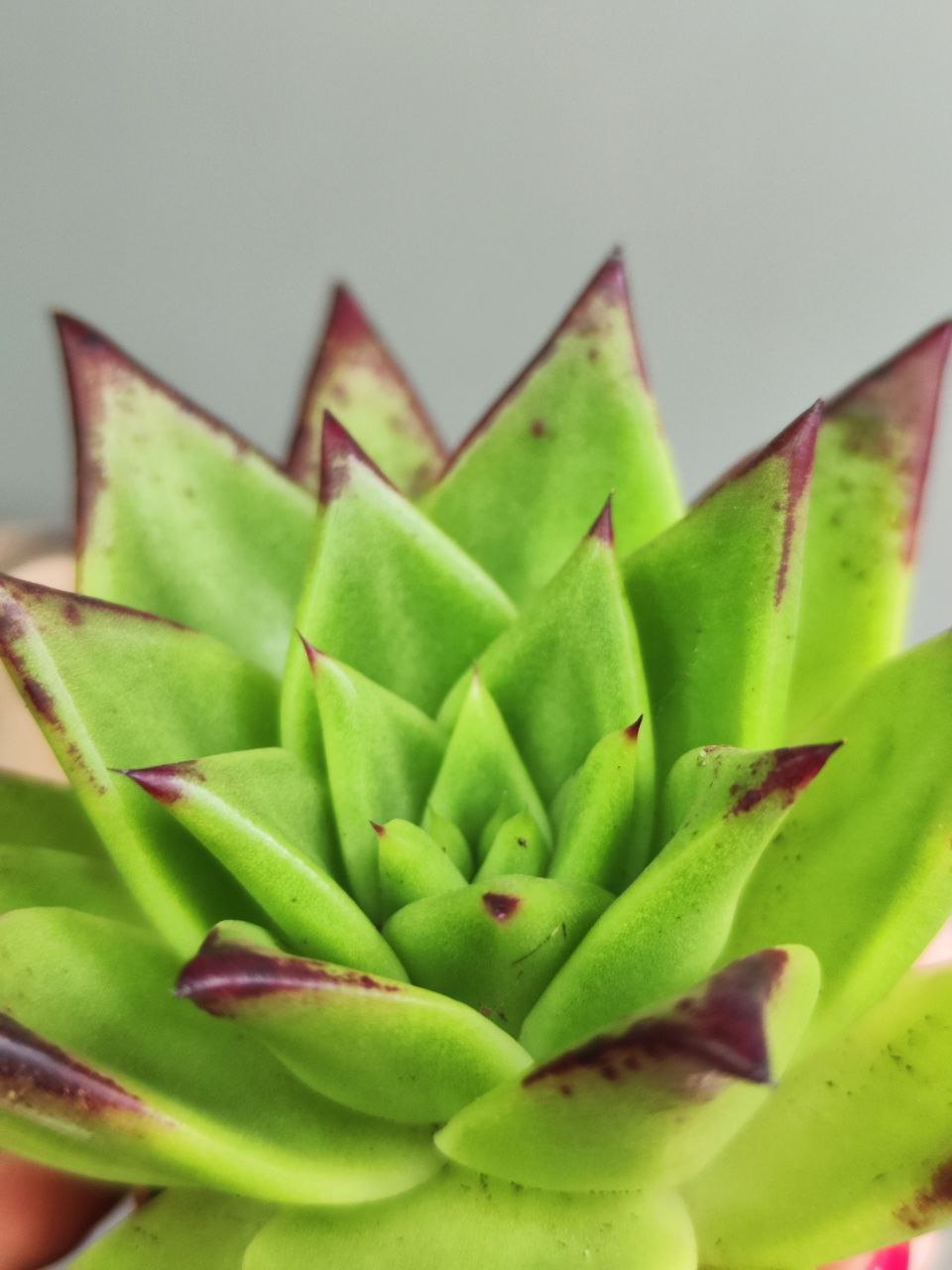 Эхеверия «Агавовидес Эбони Грин» (Echeveria Agavoides Ebony Green) D5см