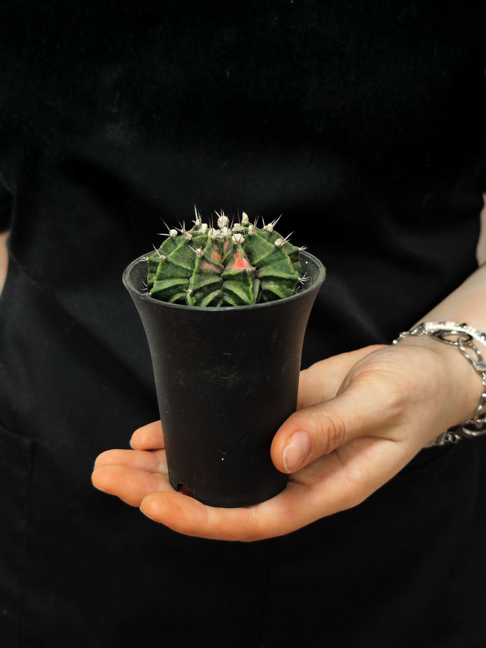 Кактус Гимнокалициум Михановича Недовариегата (Gymnocalycium Mihanovichii Variegata) D7см