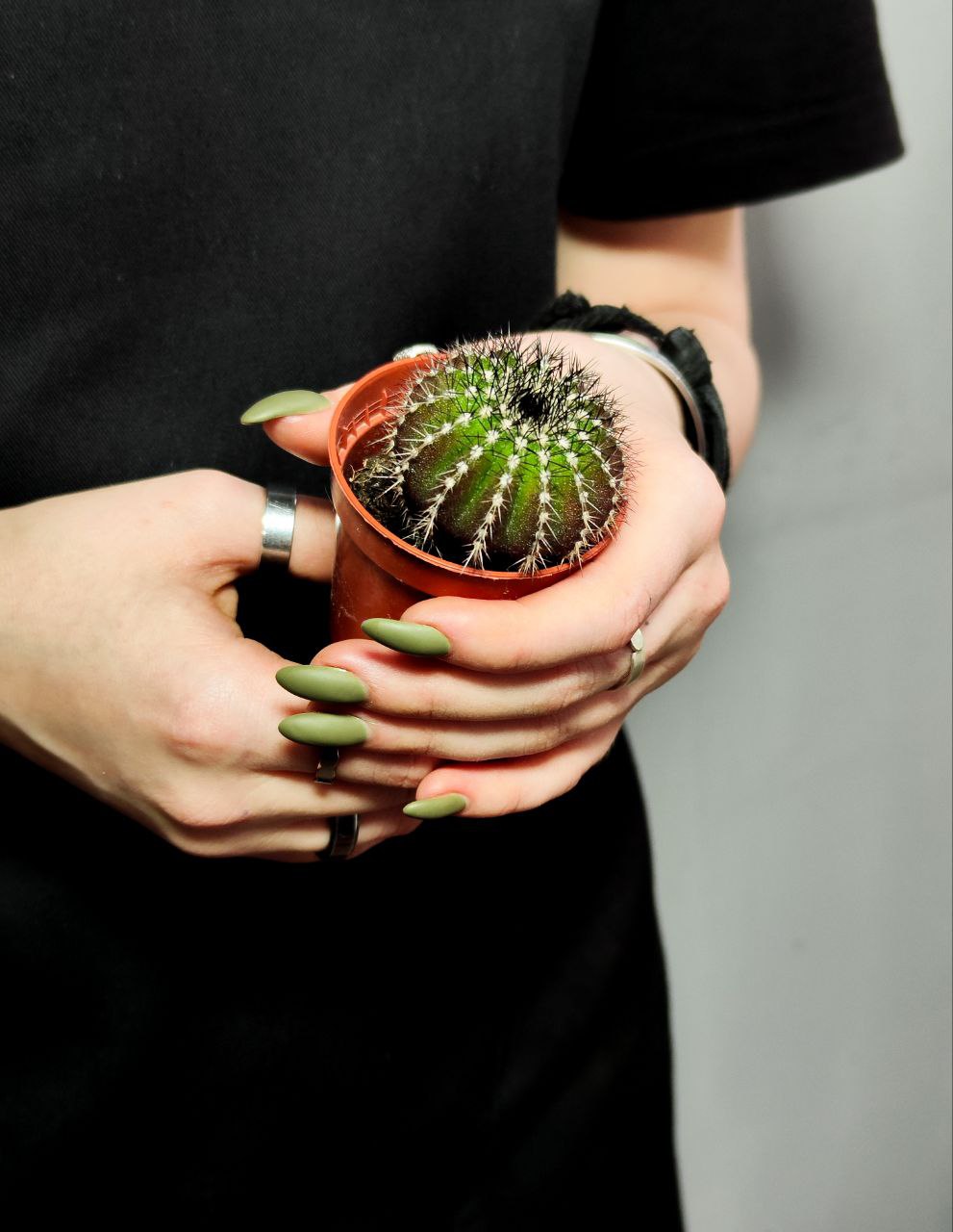 Нотокактус Юбельмания Пектинифера (Notocactus Uebelmannianus Pectinifera) D5см