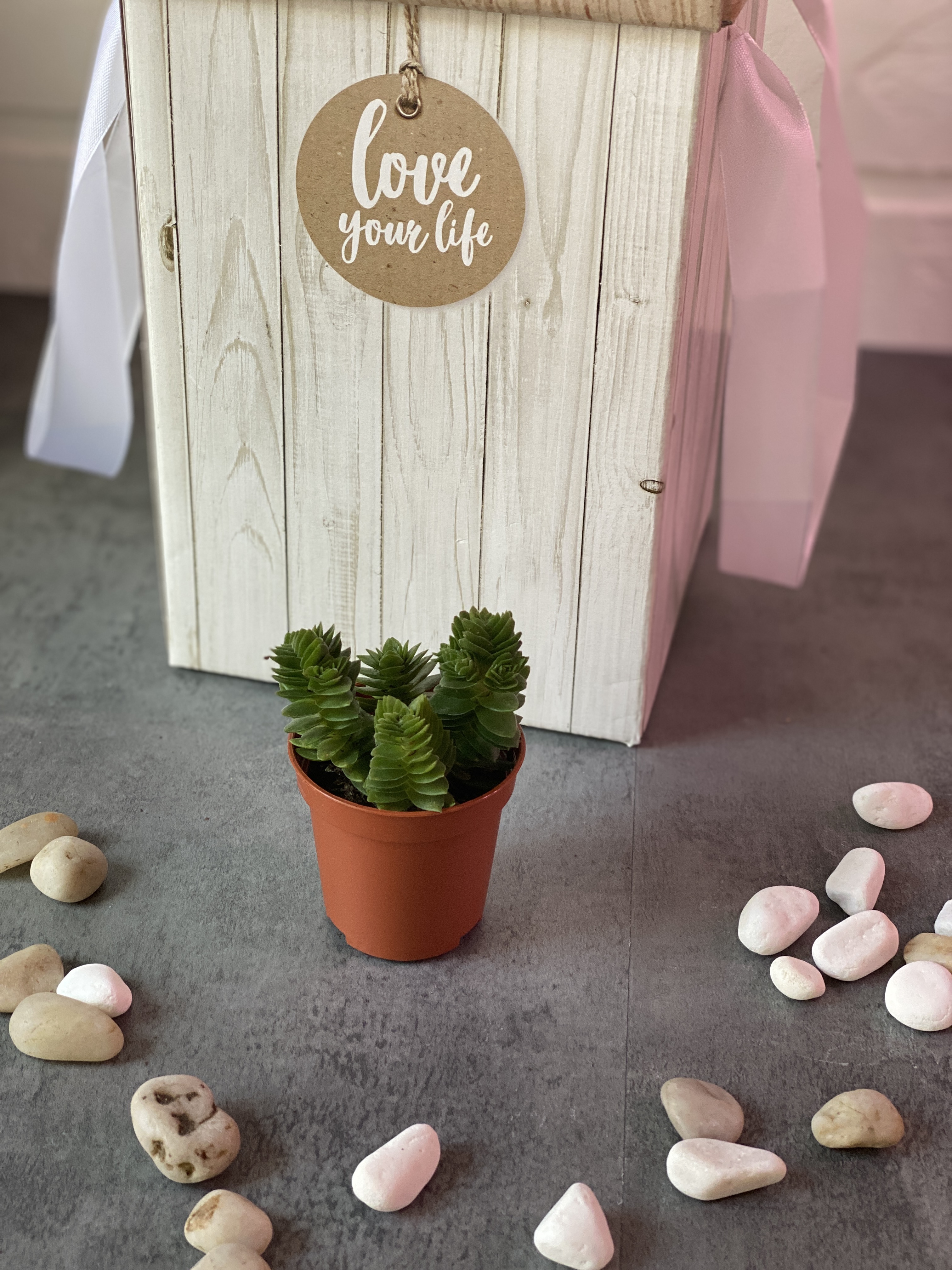 Крассула Эстагнол (Crassula Estagnol) D5см