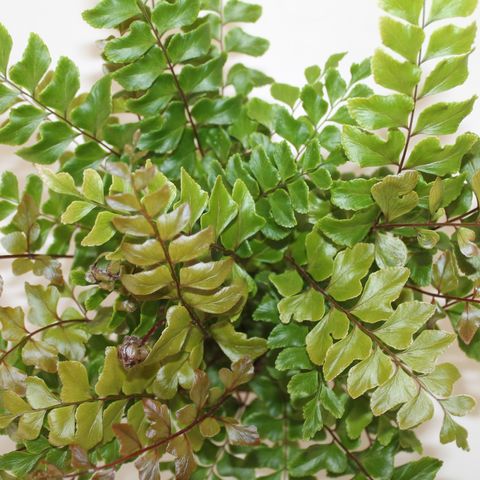 Папоротник Дидимохлена Усеченная (Didymochlaena Trunculata) D6см