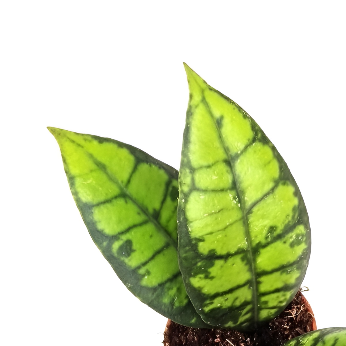 Хойя Блэк Кэт (Hoya Callistophylla Black Cat) D10см