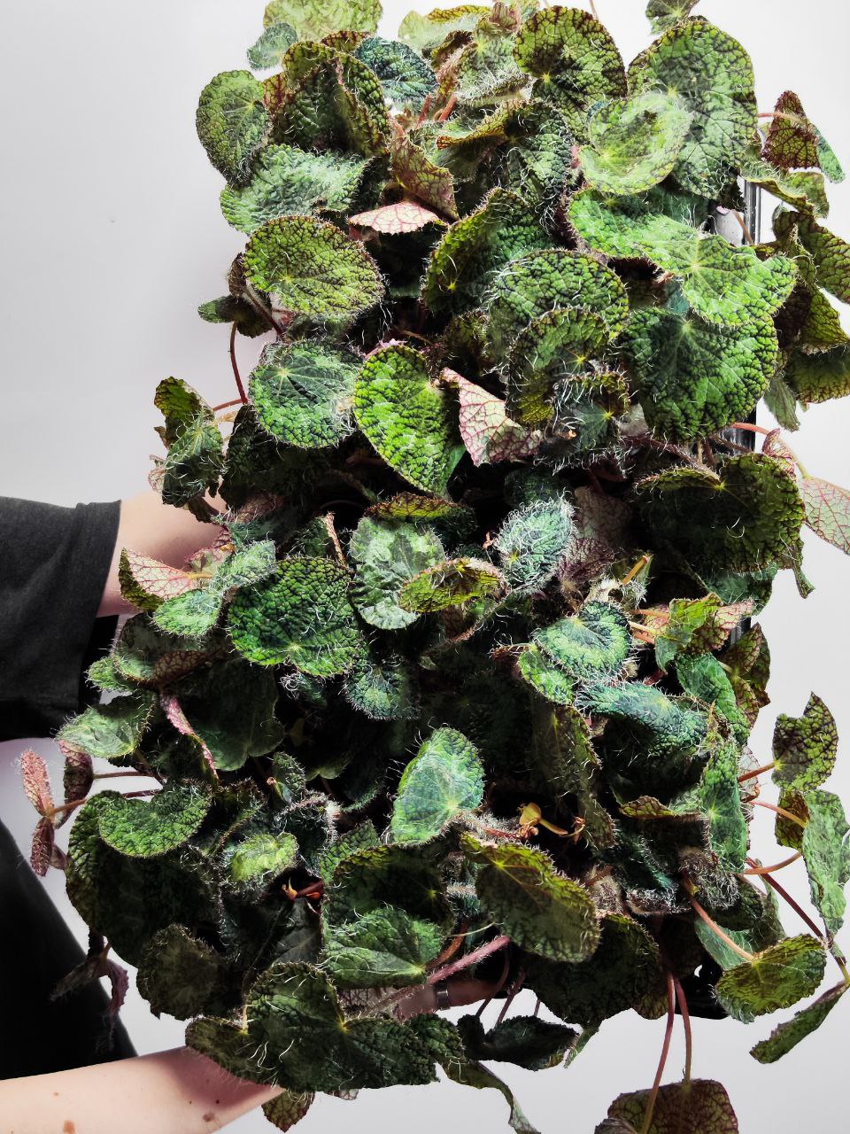 Бегония Сайзмор (Begonia Sizemoreоe) D12см