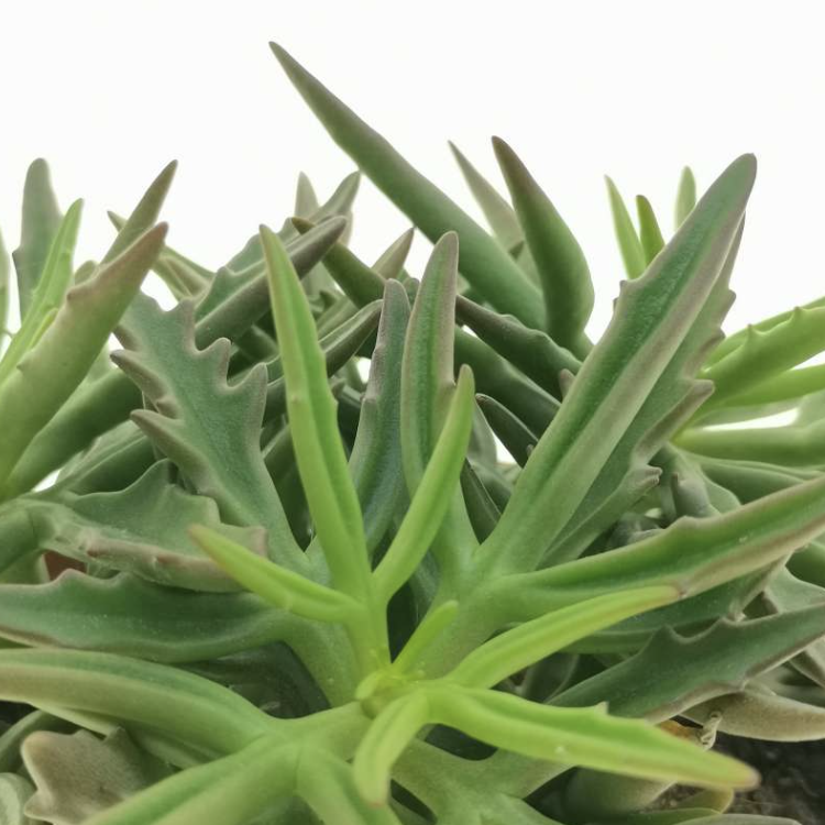 Каланхоэ Спайдер Грин (Kalanchoe Spider Green) D6см