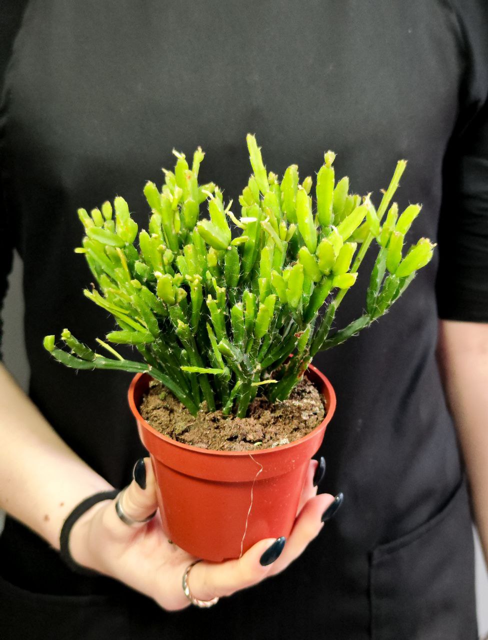 Рипсалис Гетероклада (Rhipsalis Heteroclada) D8,5см