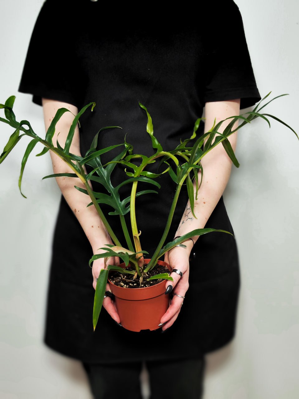 Филодендрон Элеганс Тортум (Philodendron Tortum) D11см