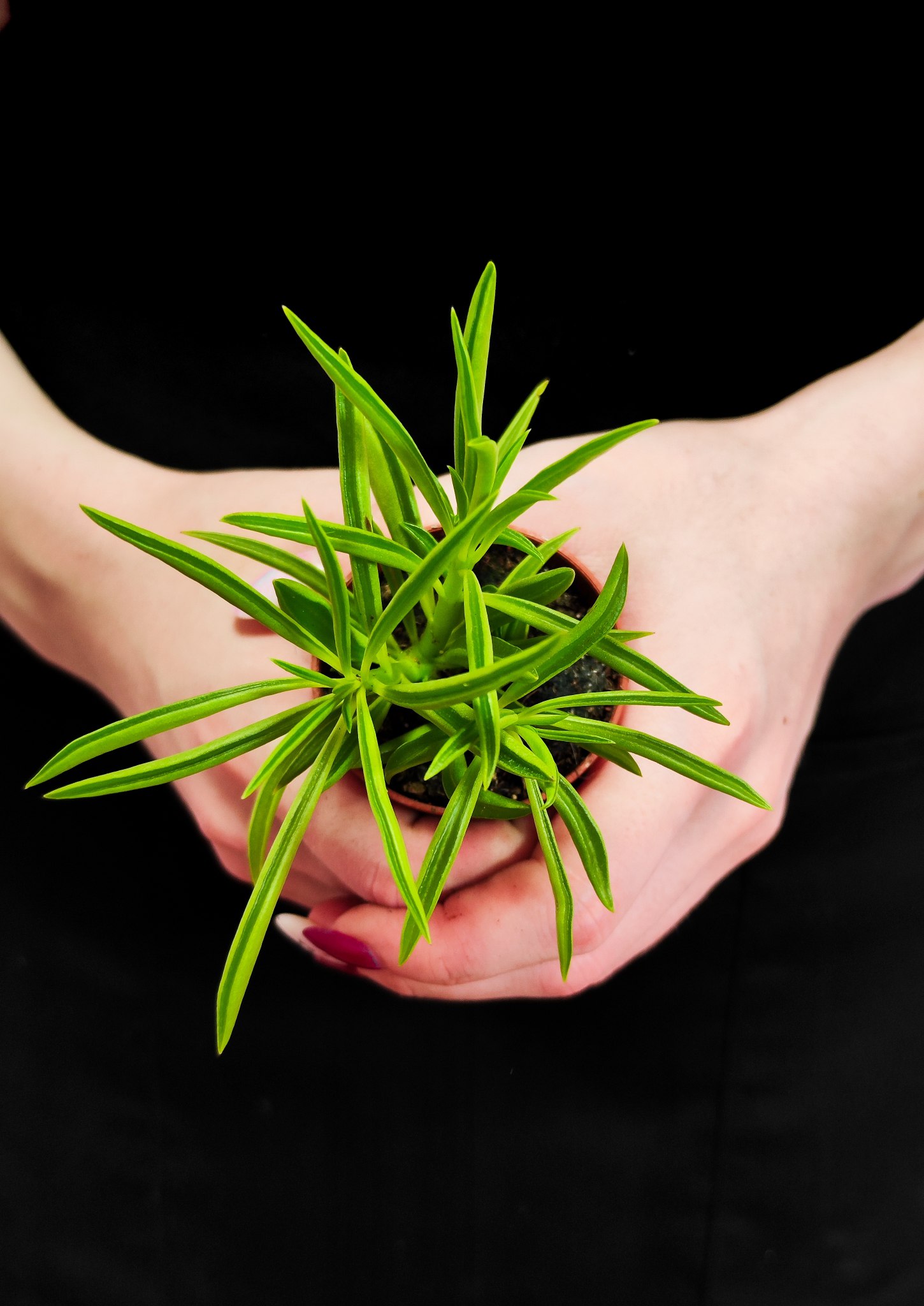 Крестовник Арчера Гималая (Senecio Archeri Himalaya) D6см