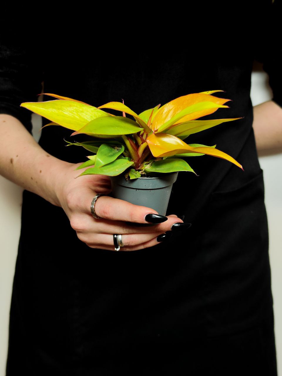 Филодендрон Черри Ред (Philodendron Cherry Red) D6см