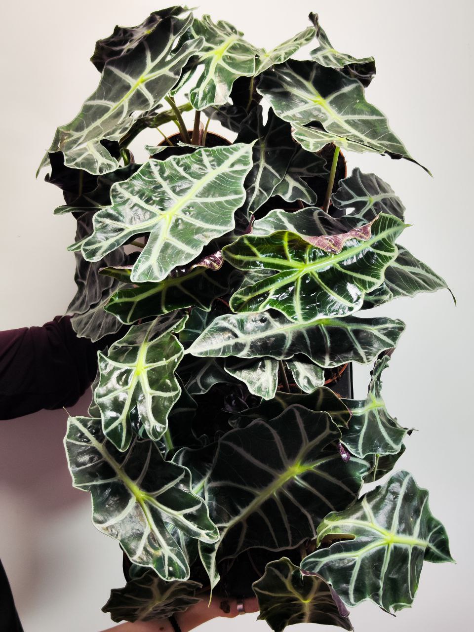 Алоказия Амазоника Полли (Alocasia Amazonica Polly) D12см