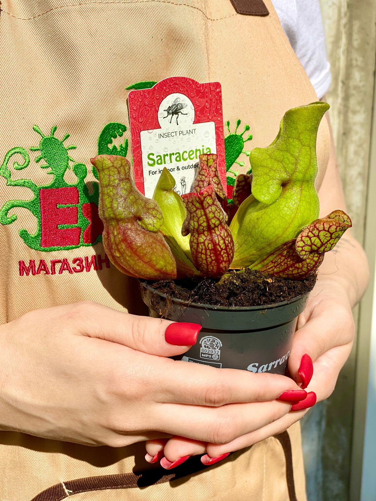 Саррацения Веноза Красная (Sarracenia Venosa Red) D9см