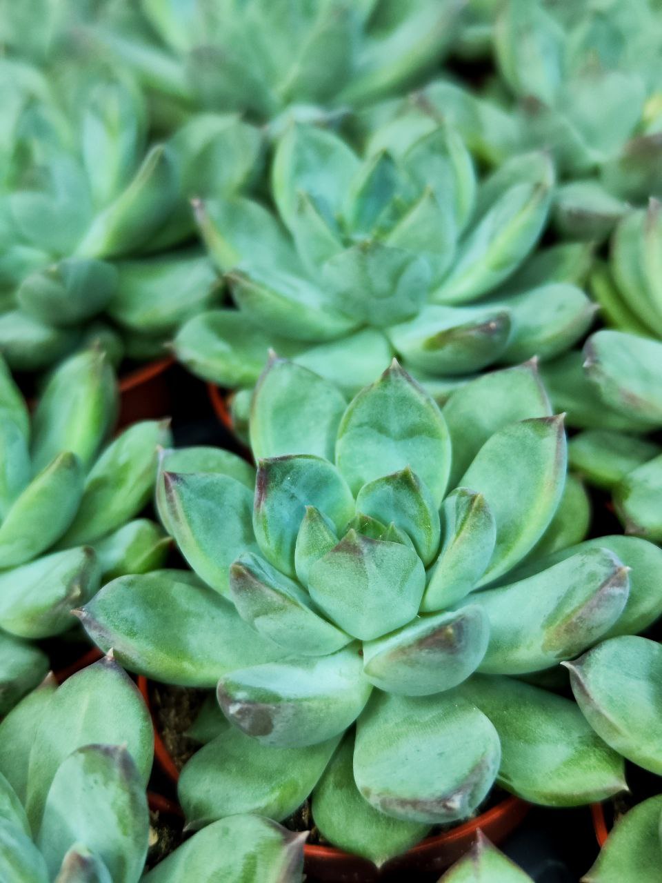 Пахиверия Шейдекери (Pachyveria Scheideckeri) D5см