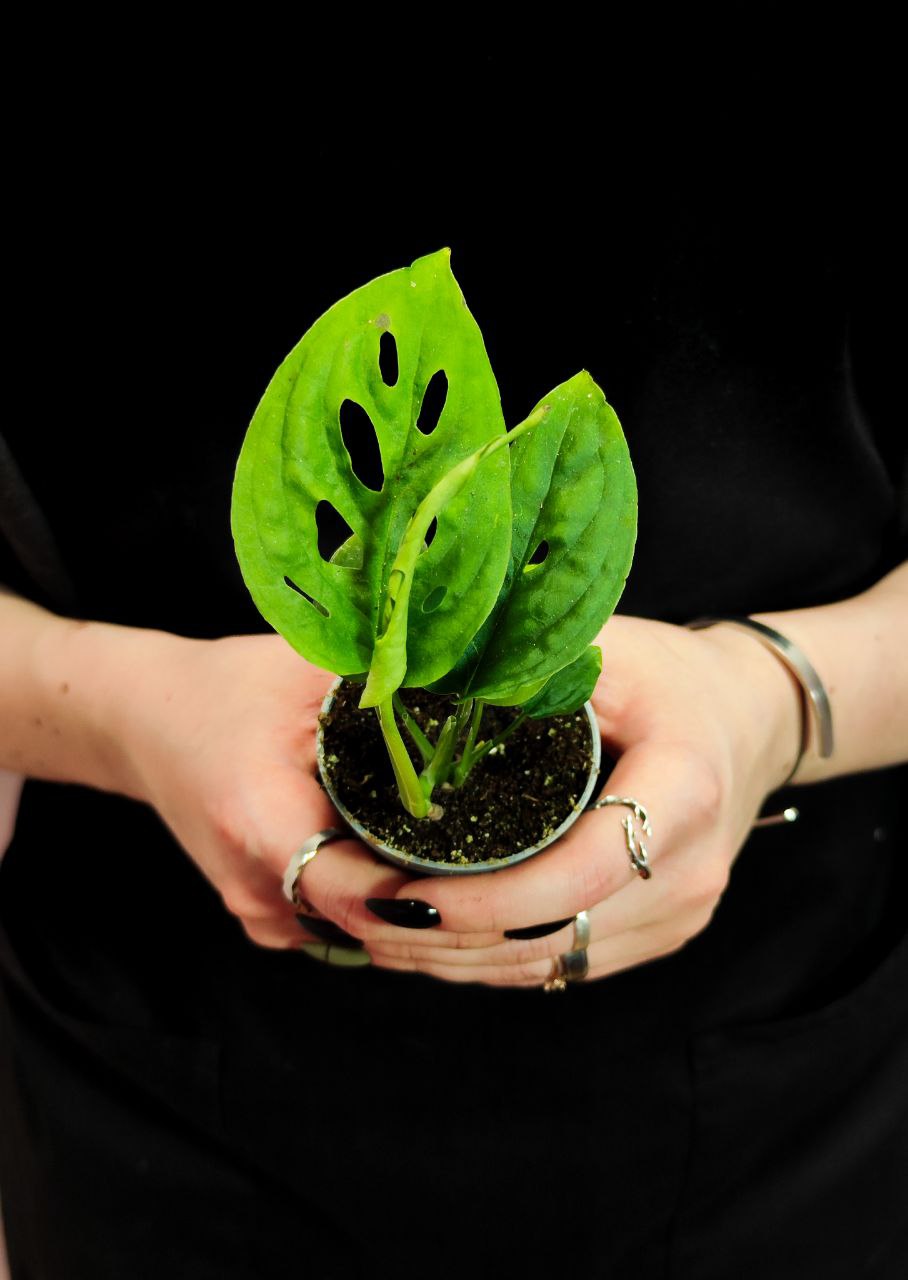 Монстера Акумината (Monstera Acuminata) D6см