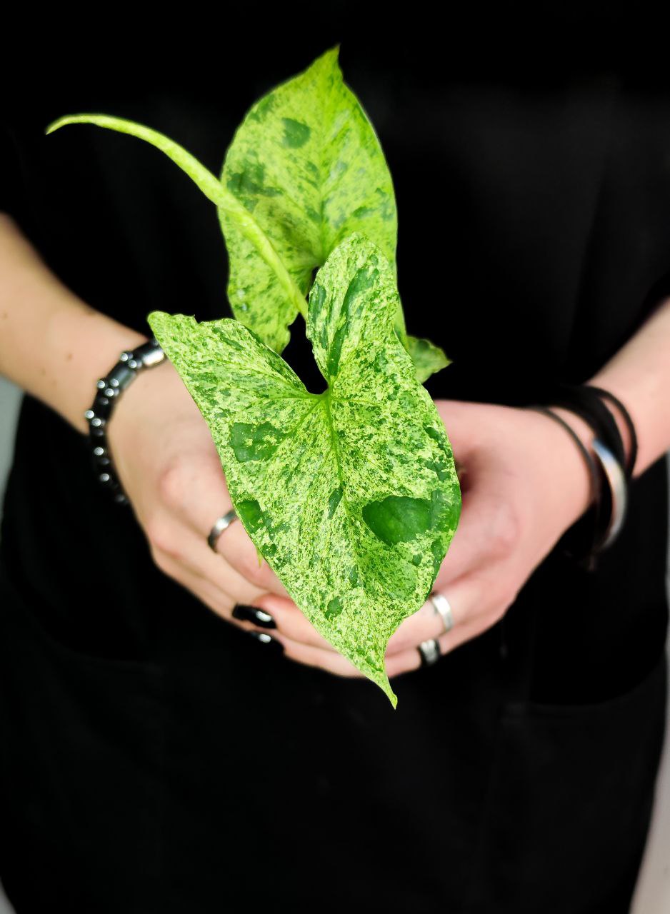 Сингониум Моттлед Мохито (Syngonium Mottled Mojito) D6см