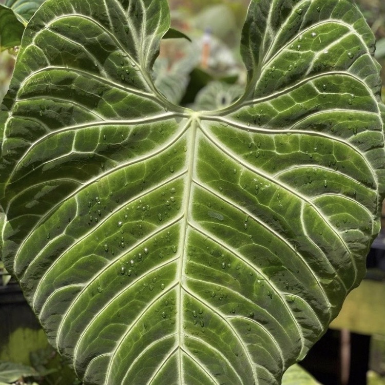 Антуриум Регал (Anthurium Regale) D6см