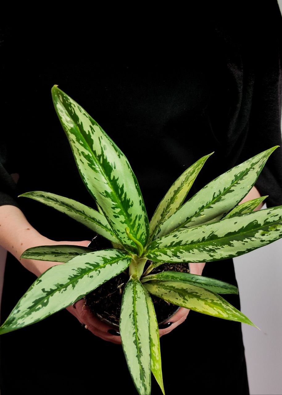 Аглаонема Кутласс (Aglaonema Cutlass) D12см