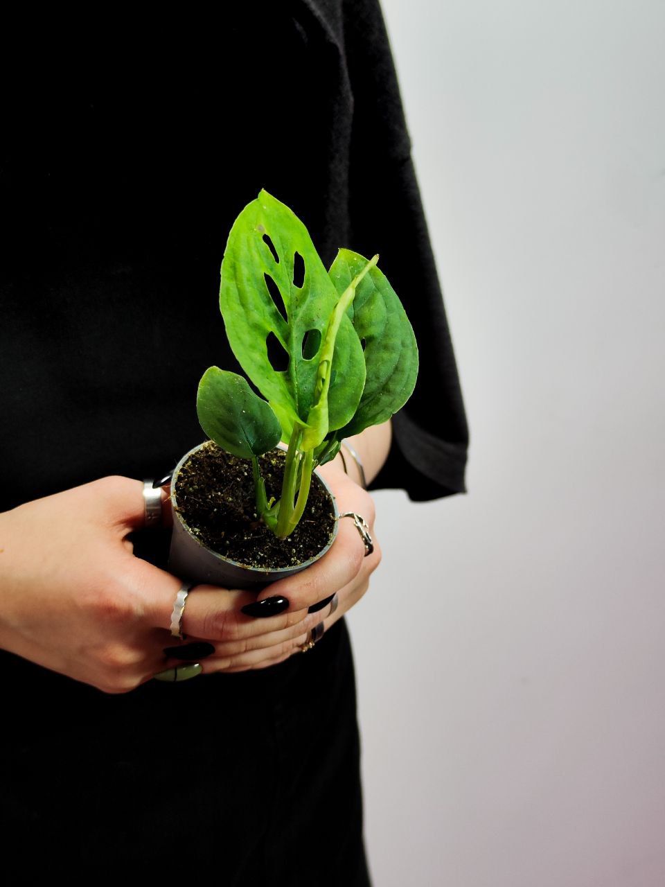 Монстера Акумината (Monstera Acuminata) D6см