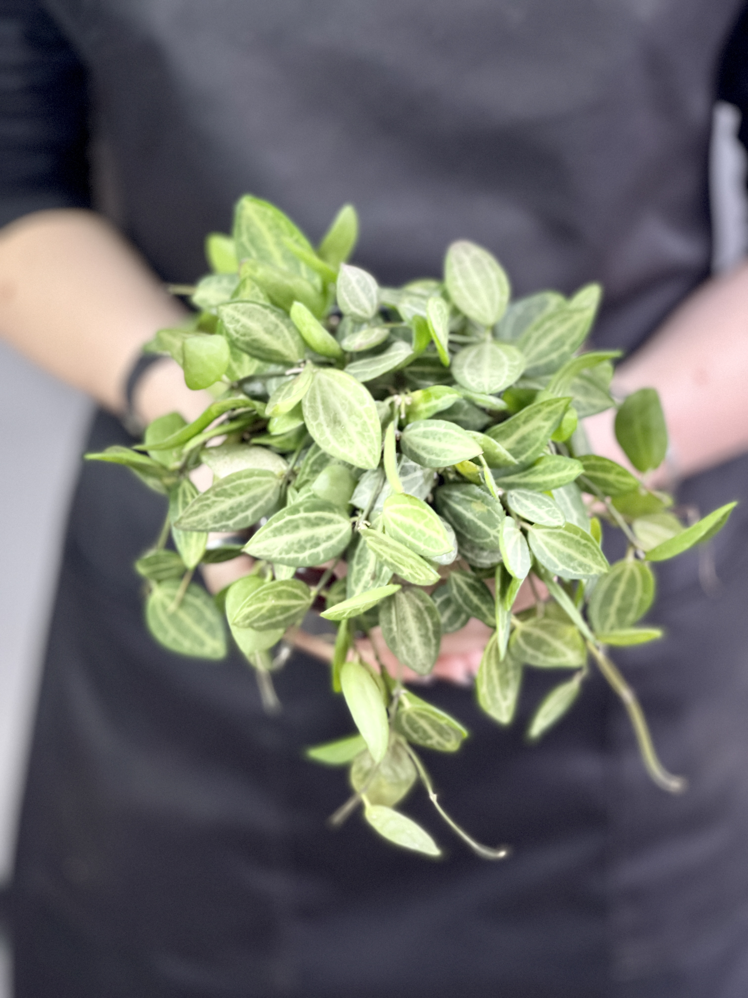 Дисхидия Мелон (Dischidia Ovata Watermelon) D10см