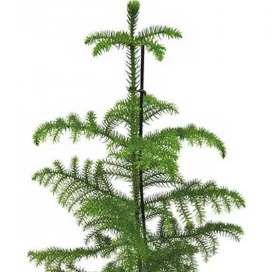 Араукария Разнолистная (Araucaria Heterophylla) D9см