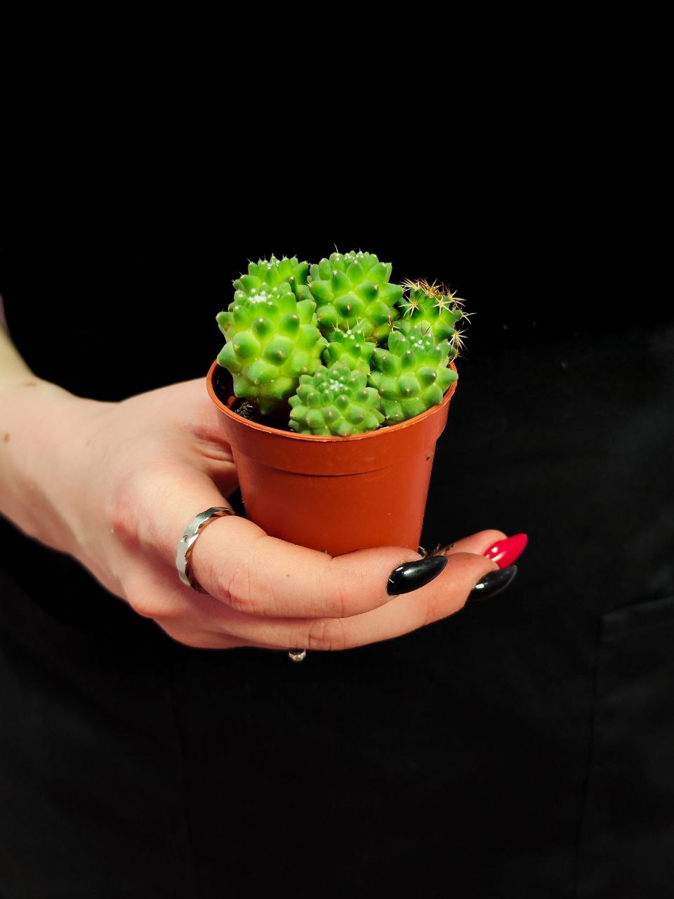 Маммиллярия Толука (Mammillaria Toluca) D5см