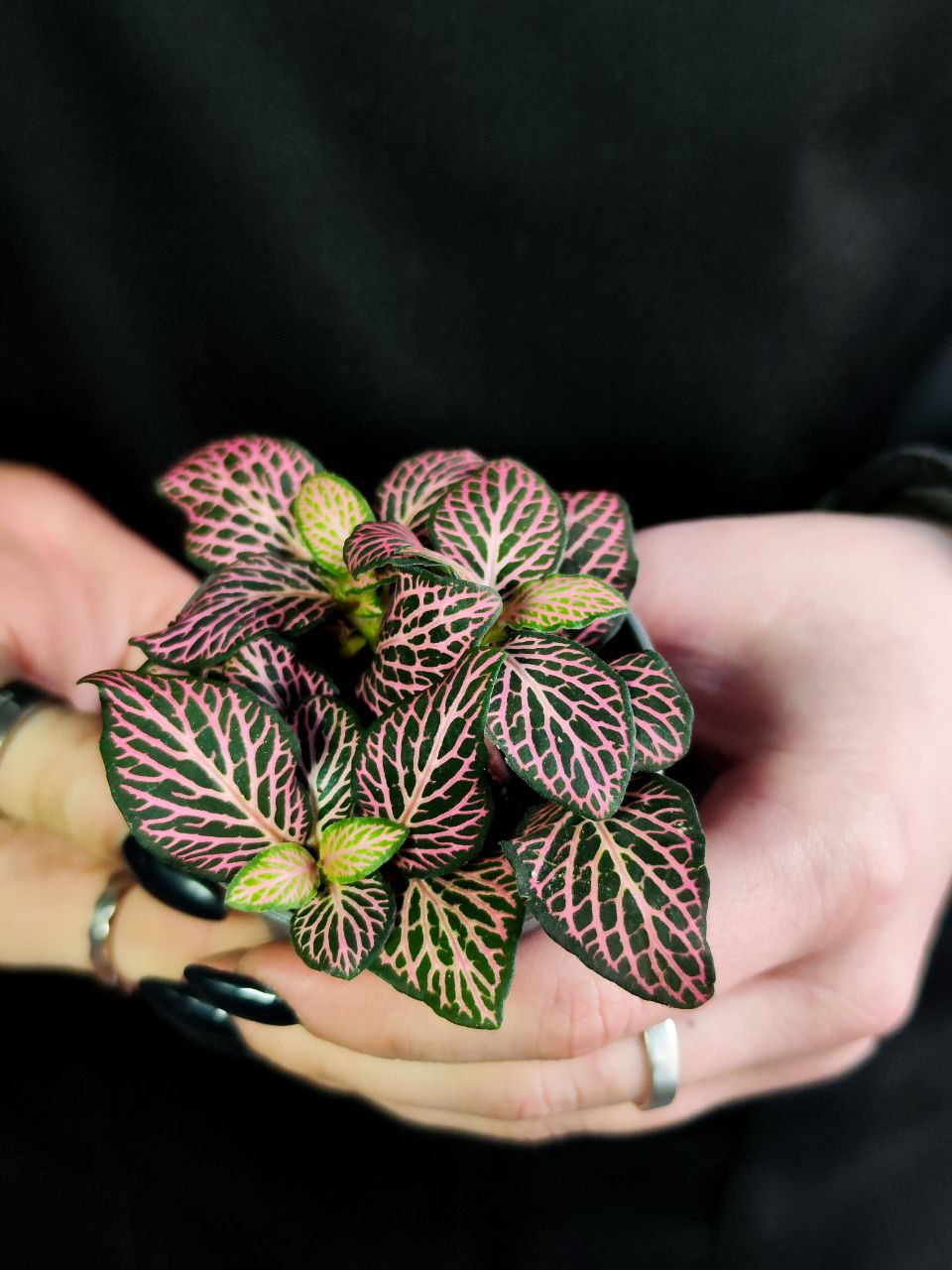 Фиттония Красный Ангел (Fittonia Red Angel) D5см
