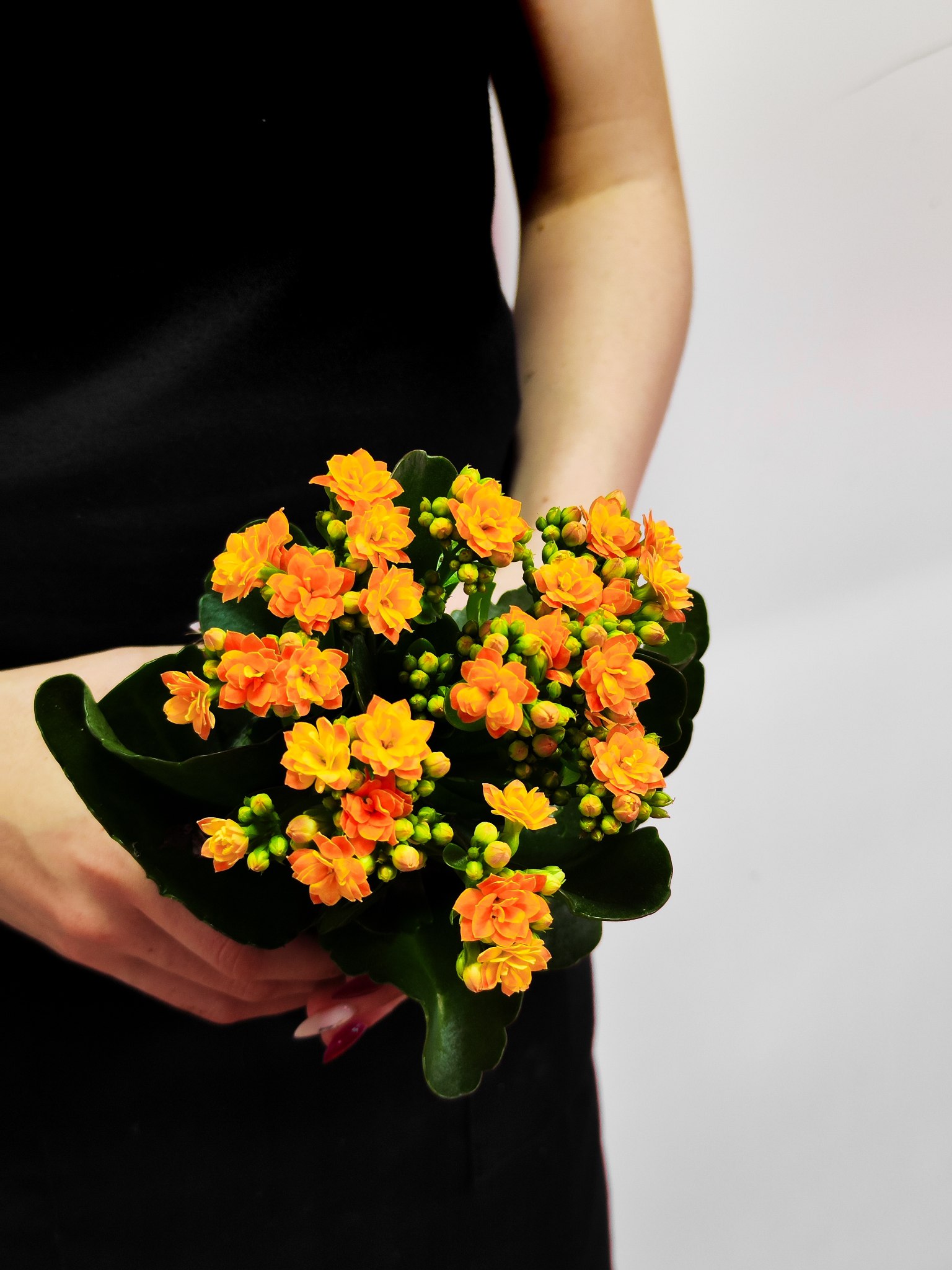 Каланхоэ Розалина Персиковая (Kalanchoe Rosalina Orange) D9см