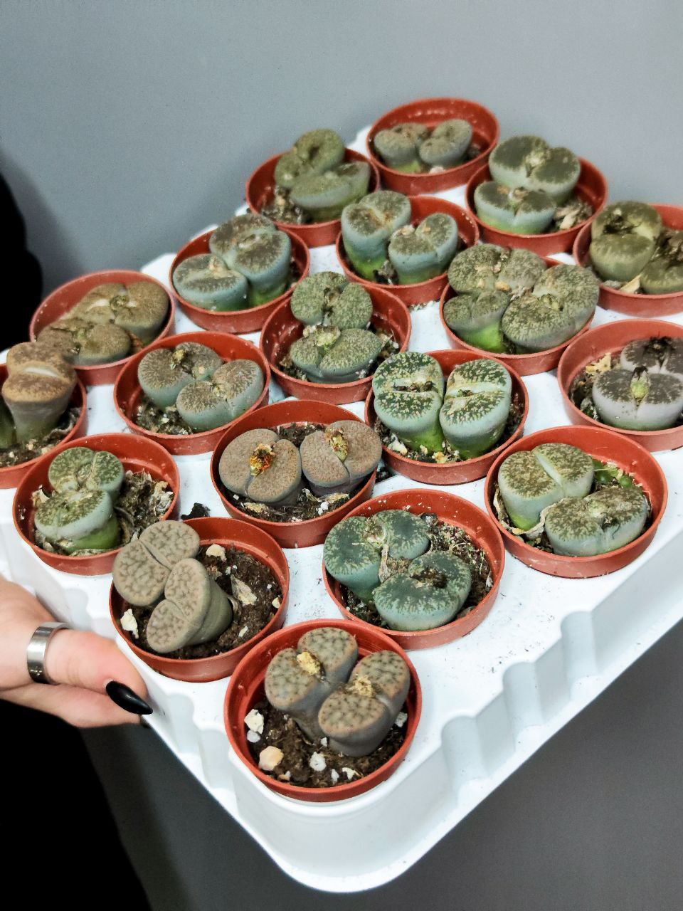 Литопсы Парочка (Lithops Duo) D5см
