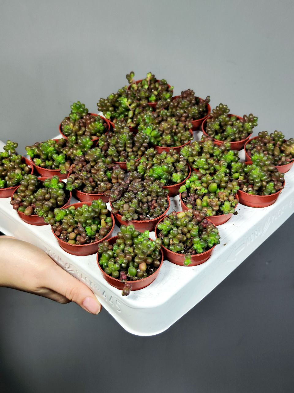 Седум Сталя Мини (Sedum Stahlii) D5см