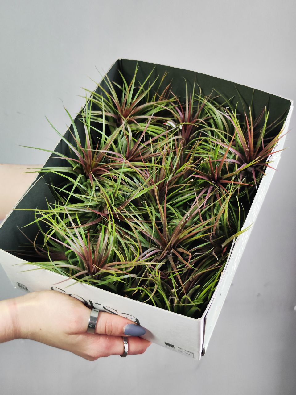 Тилландсия Рейнфорест Ред (Tillandsia Rainforest Red)