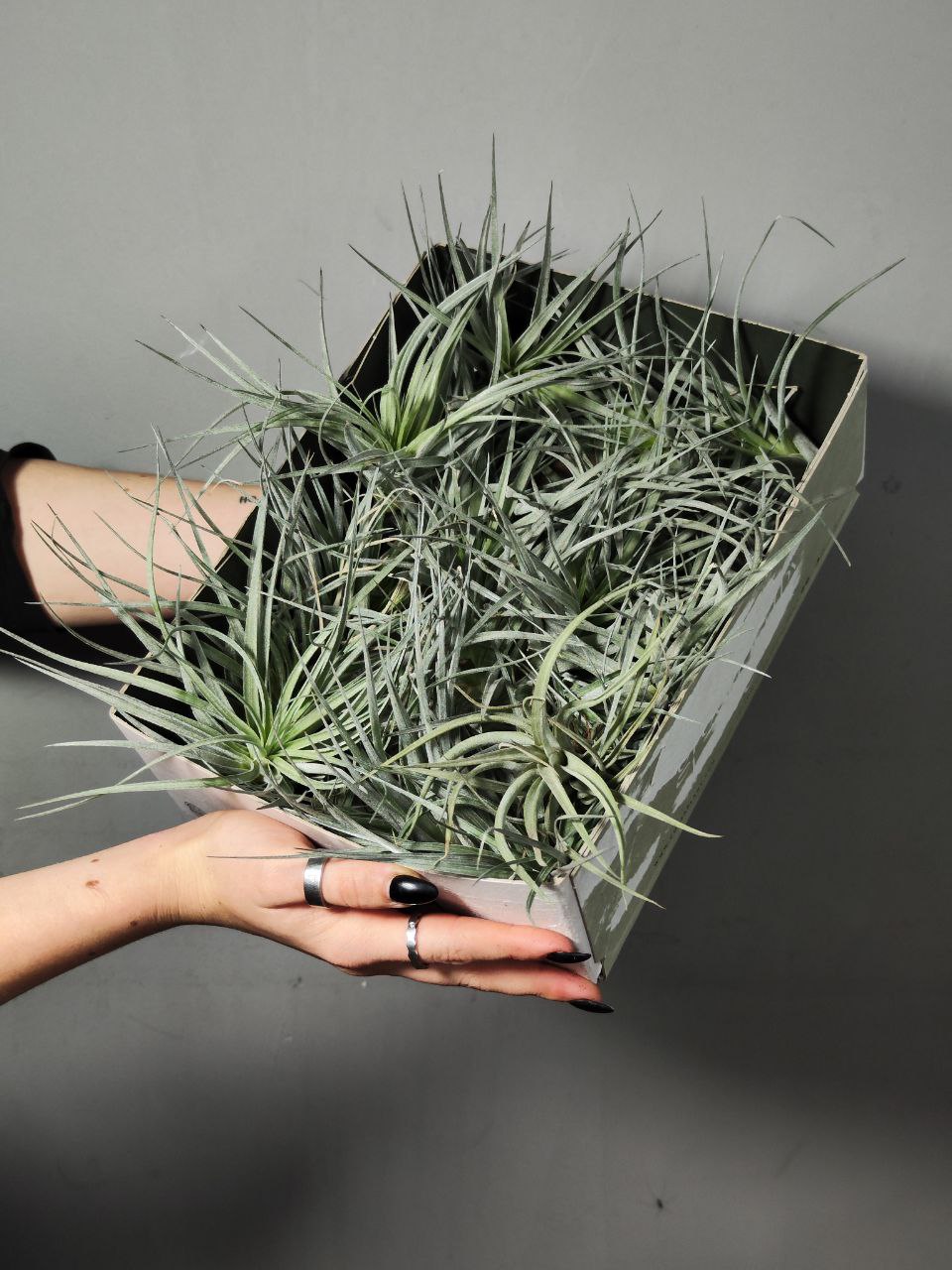 Тилландсия  Сильвер (Tillandsia Silver)