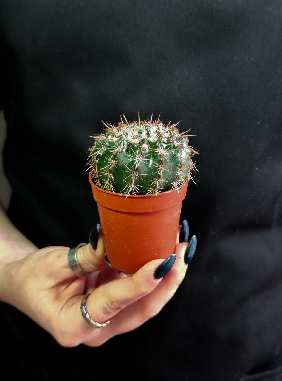 Кактус Округлый (Cactus Mix) D5см
