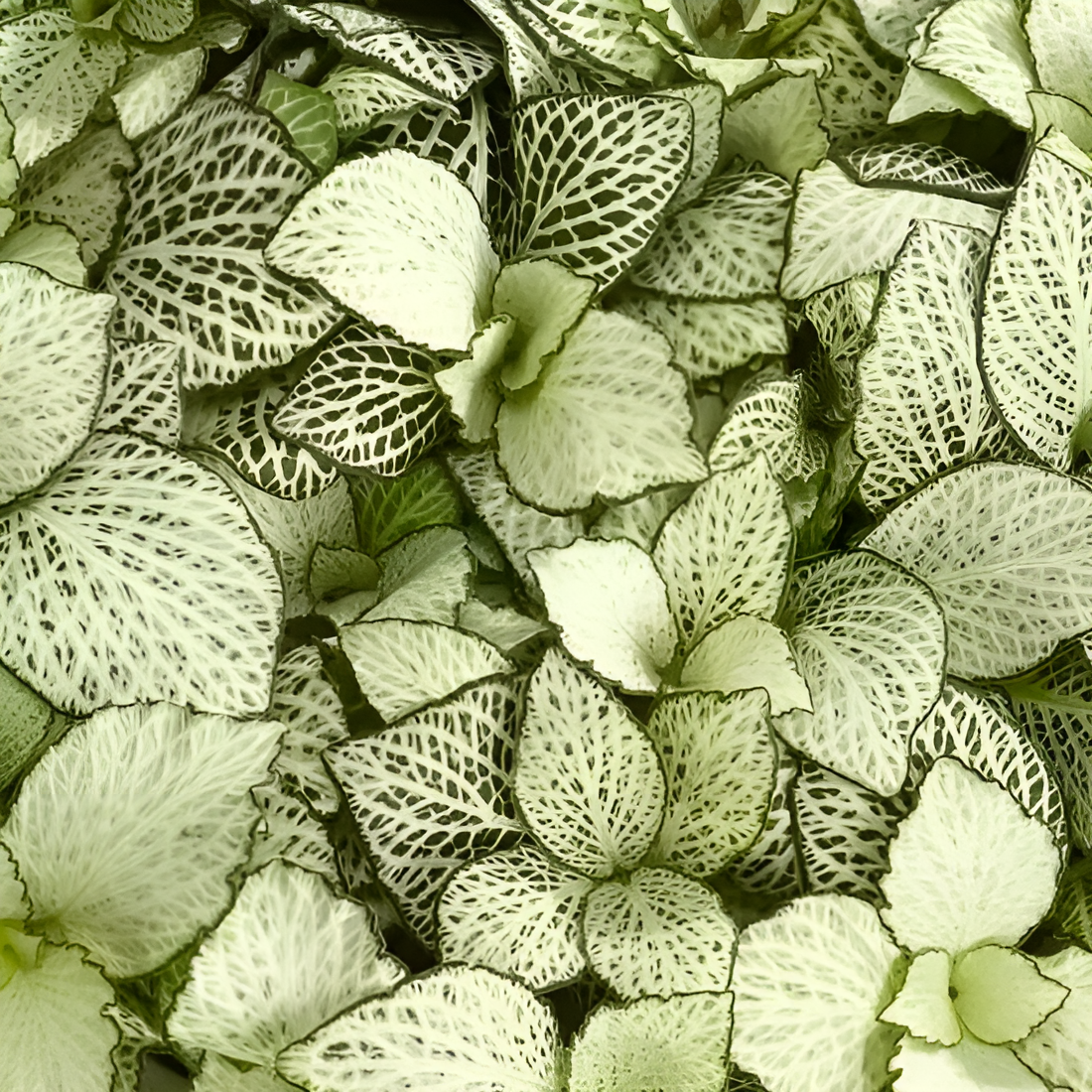 Фиттония Сноу Анна  (Fittonia Snow Anne) D8,5см