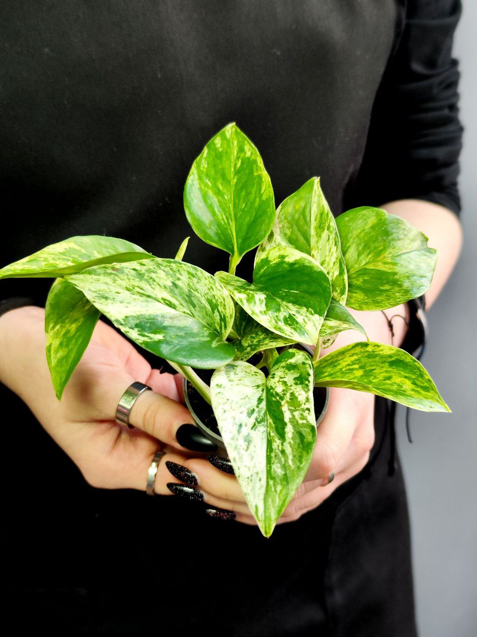 Эпипремнум Марбл Квин, Сциндапсус (Epipremnum Pinnatum Marble Queen) D6см