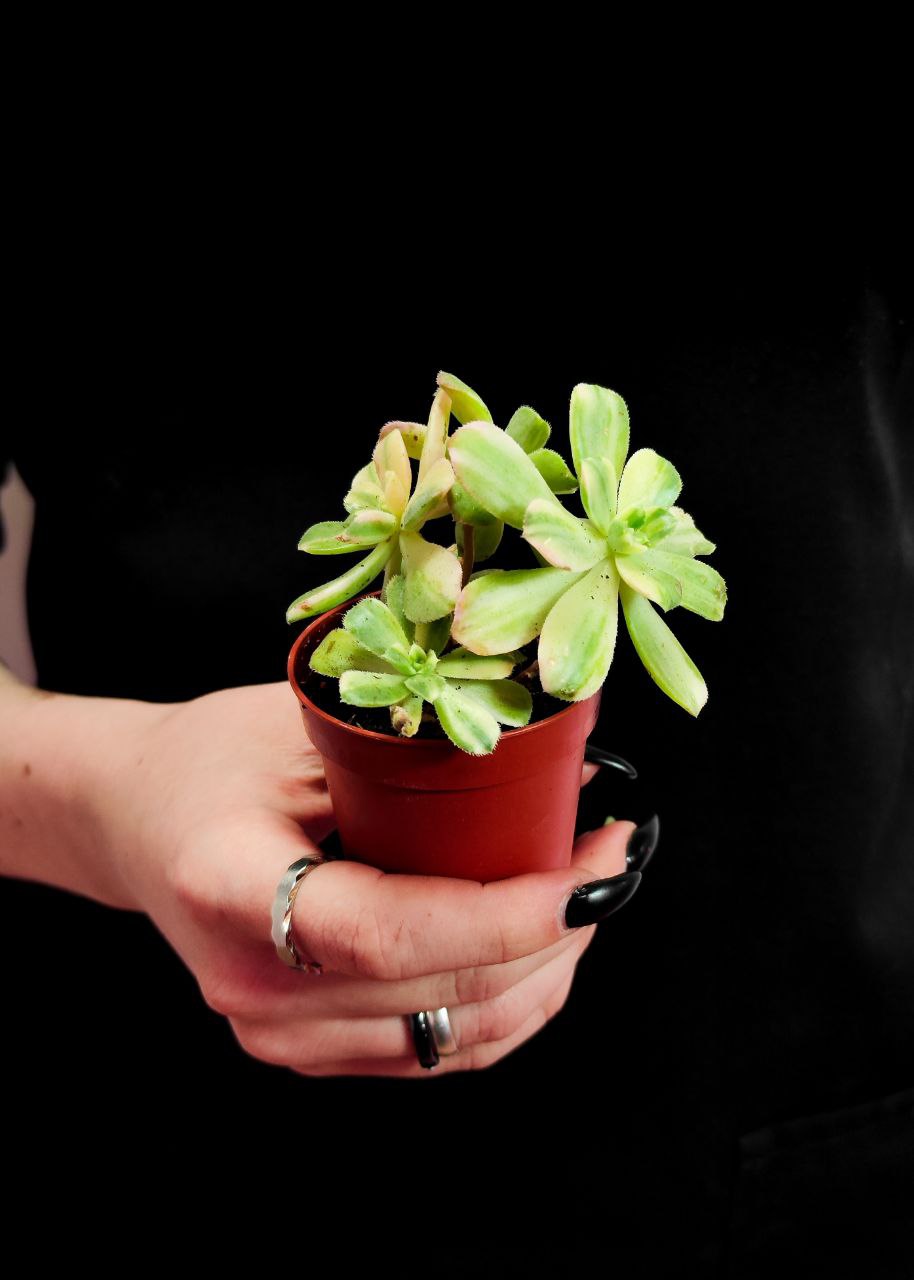 Эониум Вариегатный (Aeonium Variagata) D5см