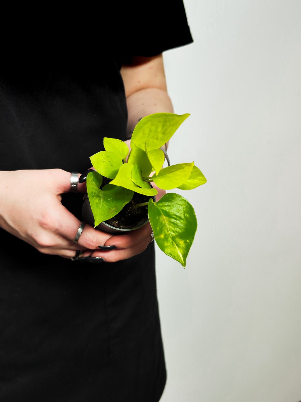 Эпипремнум Голден Потос, Сциндапсус (Epipremnum Golden Pothos) D6см