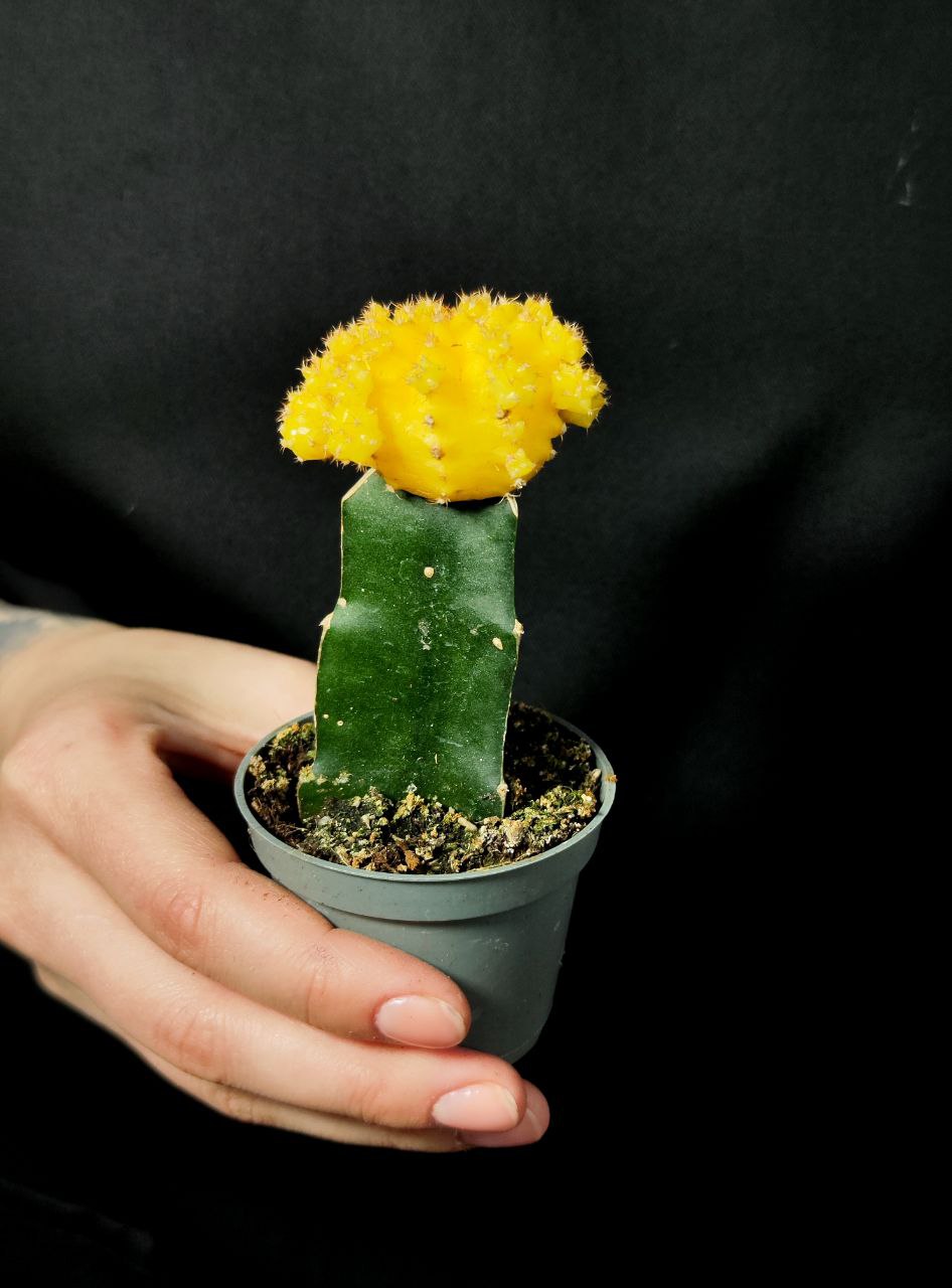 Кактус Гимнокалициум Михановича Желтый (Gymnocalycium Mihanovichii Yellow) D5см