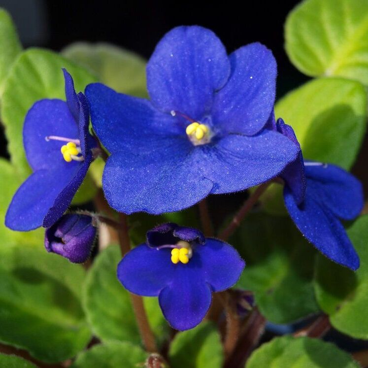 Сенполия Синяя, или Фиалка (Saintpaulia Dark Blue) D10см