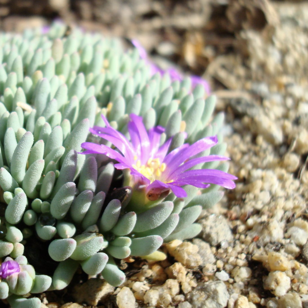 Делосперма Сфалмантоидес (Delosperma Sphalmanthoides) D5см