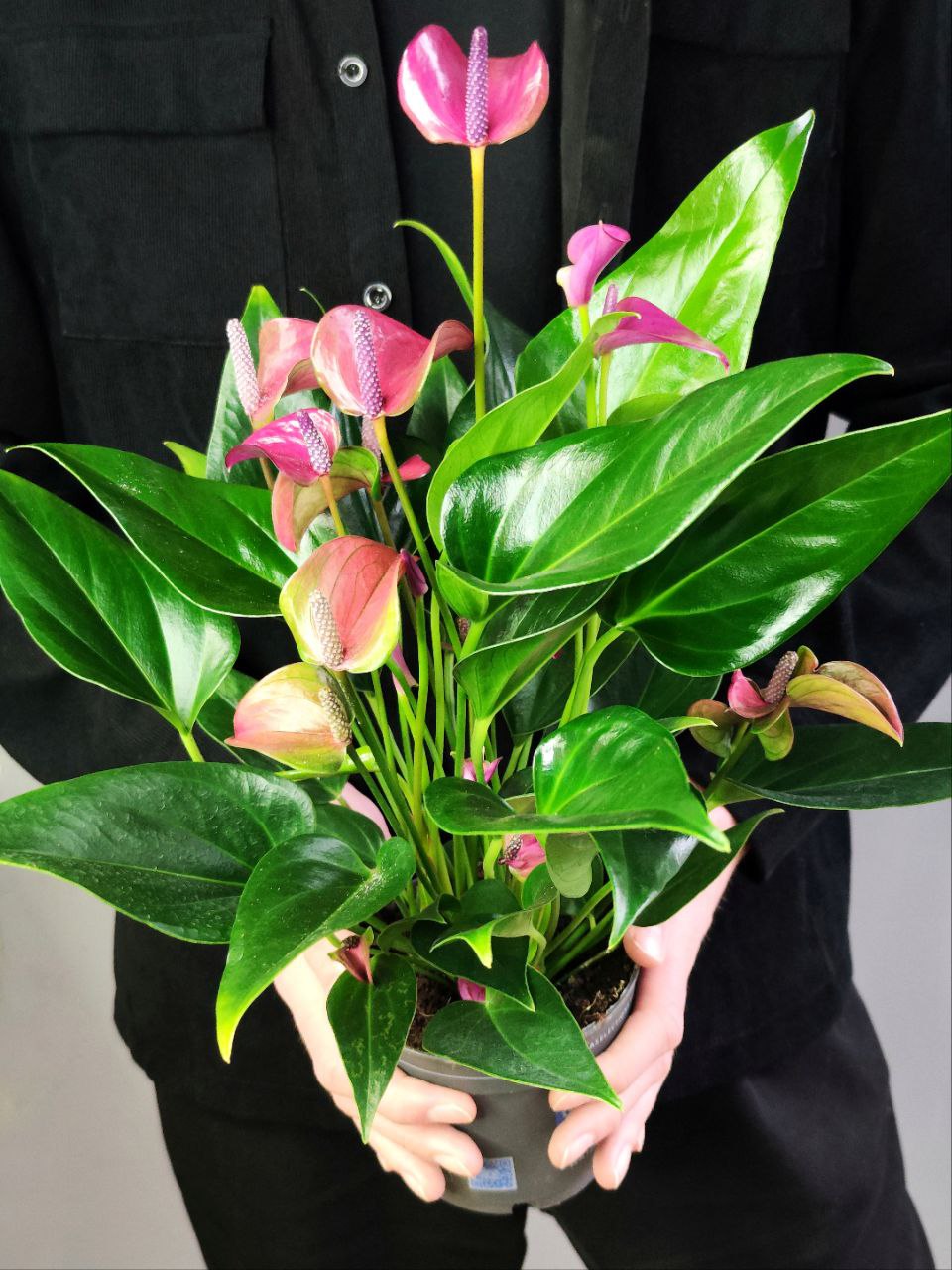 Антуриум Карма Пурпл (Anthurium Karma Purple) D12см