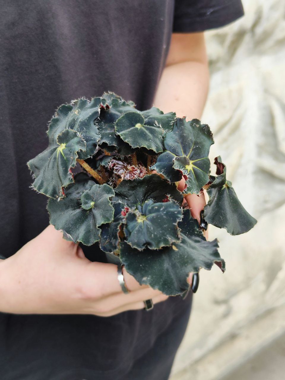 Бегония Черная Мамба (Begonia Rex Dark Mambo) D6см