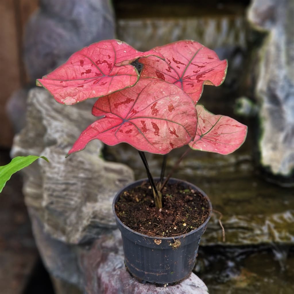 Каладиум Хейди (Caladium Heidi) D12см