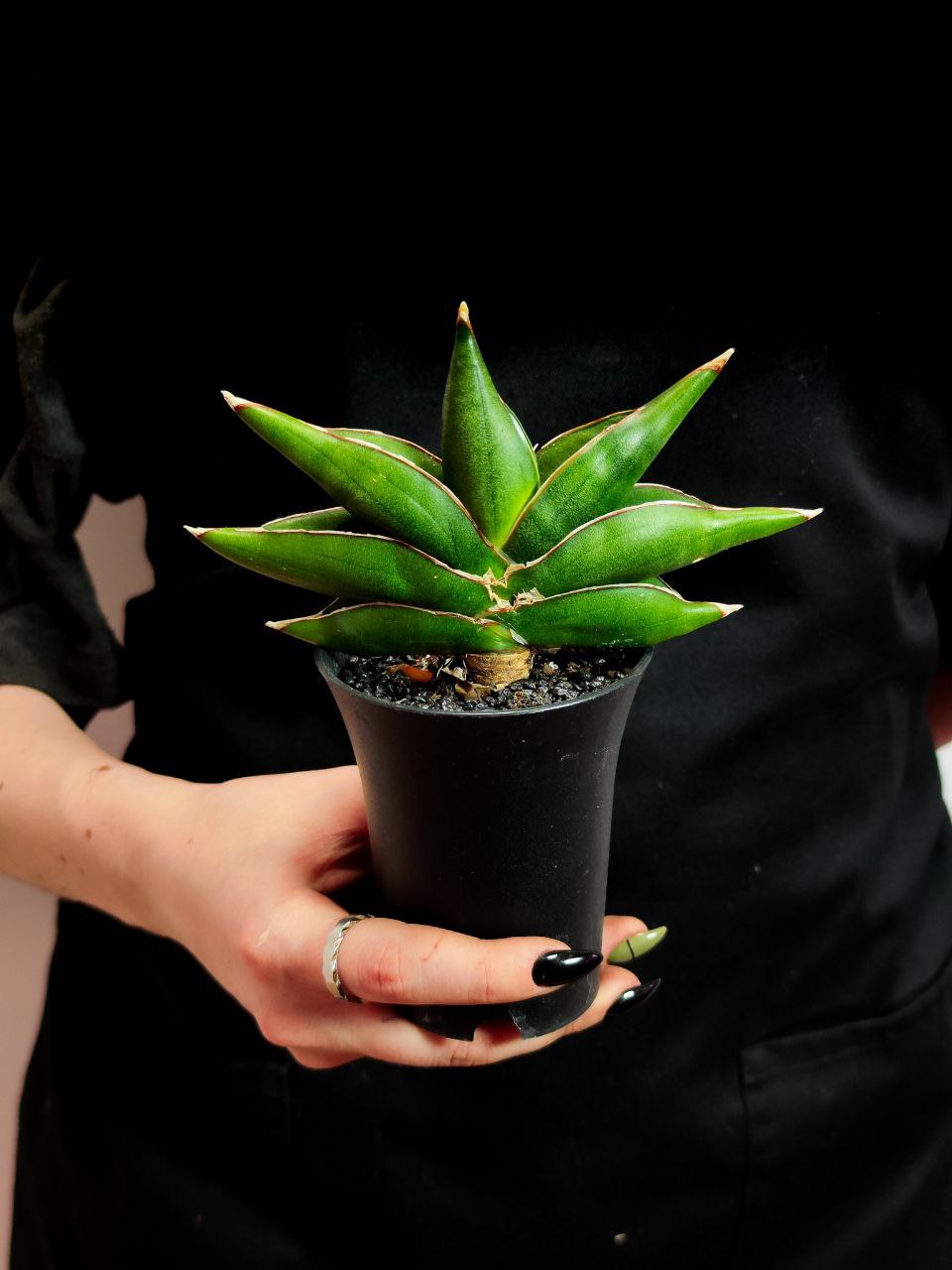 Сансевиерия Альмонд Джейд (Sansevieria Almond Jade) D7,5см